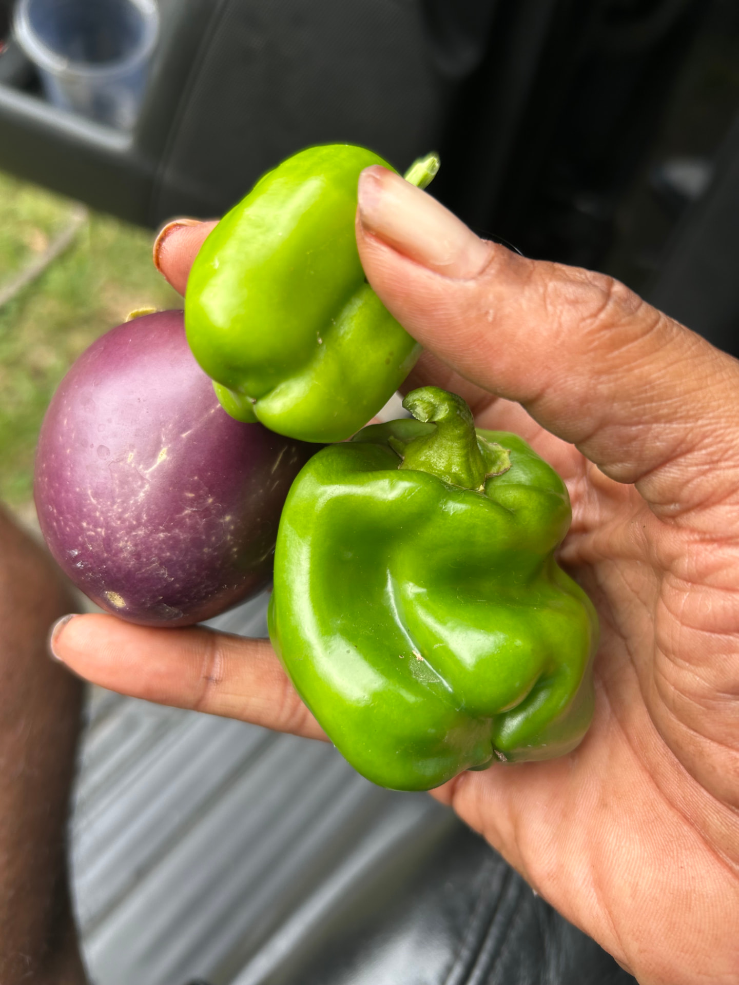 A grower's hands holding two green bell peppers and a purple eggplant just picked