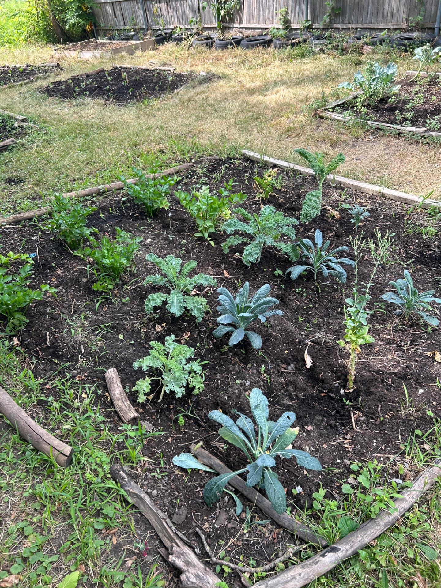 Planted growing beds of kale, collards, and celery in dark soil at WeEats Farms & Orchard
